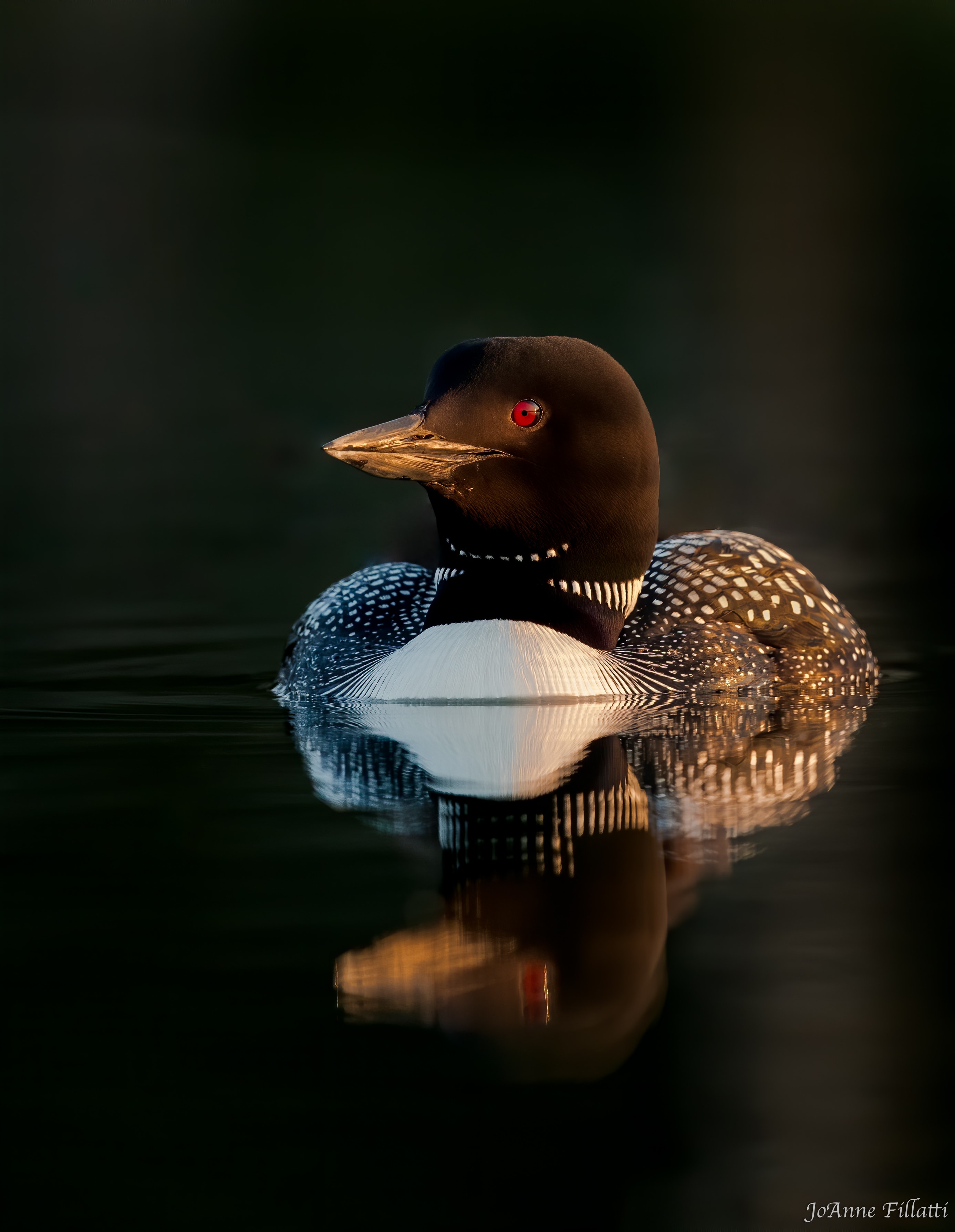 bird of british columbia image 8